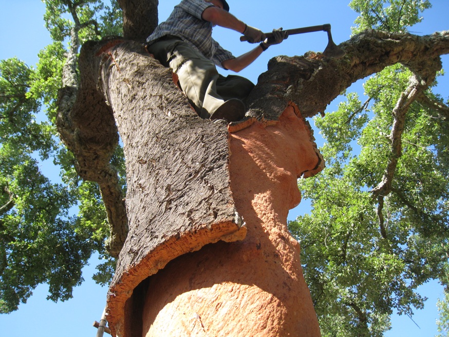 Cork-tree
